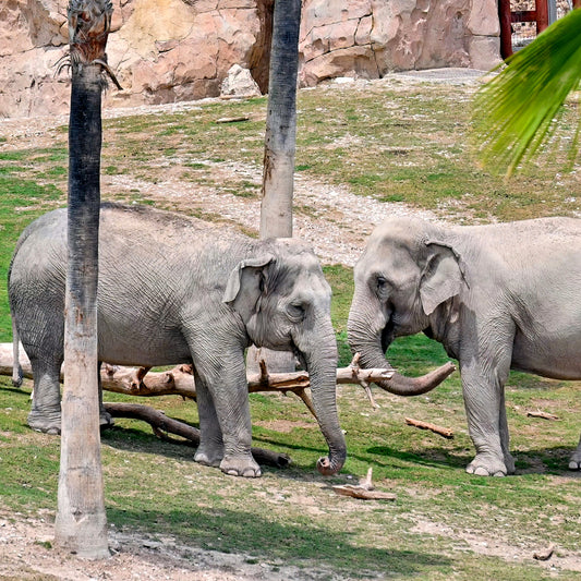 USC cameras makes a difference in saving endangered species